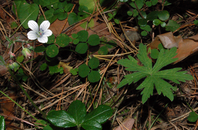 Image of Geranium asiaticum specimen.