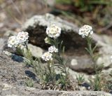 Ptilotrichum tenuifolium