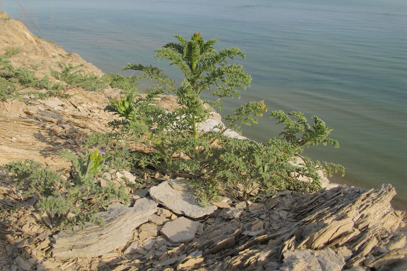 Image of Descurainia sophia specimen.