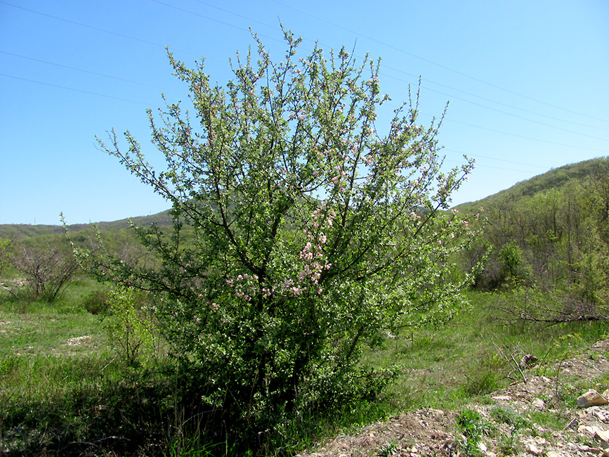 Изображение особи Malus orientalis.