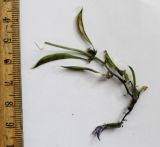 Astragalus pendulinus