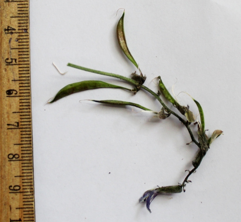 Image of Astragalus pendulinus specimen.