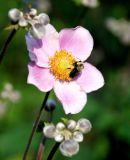 Anemone hupehensis