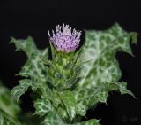 View full-size image Silybum marianum