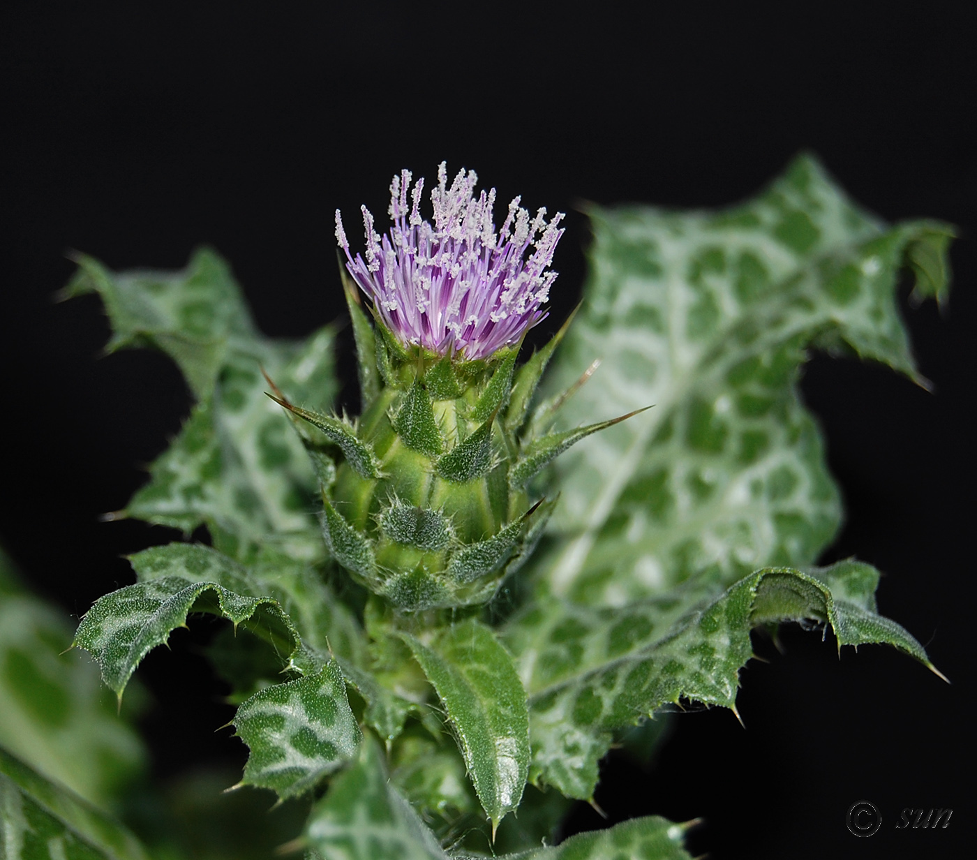 Изображение особи Silybum marianum.