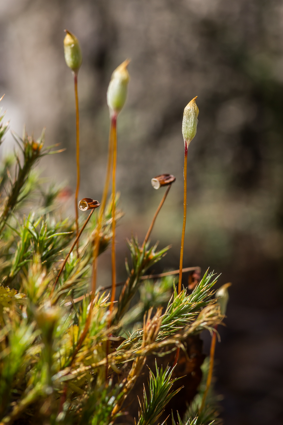 Image of Polytrichum juniperinum specimen.