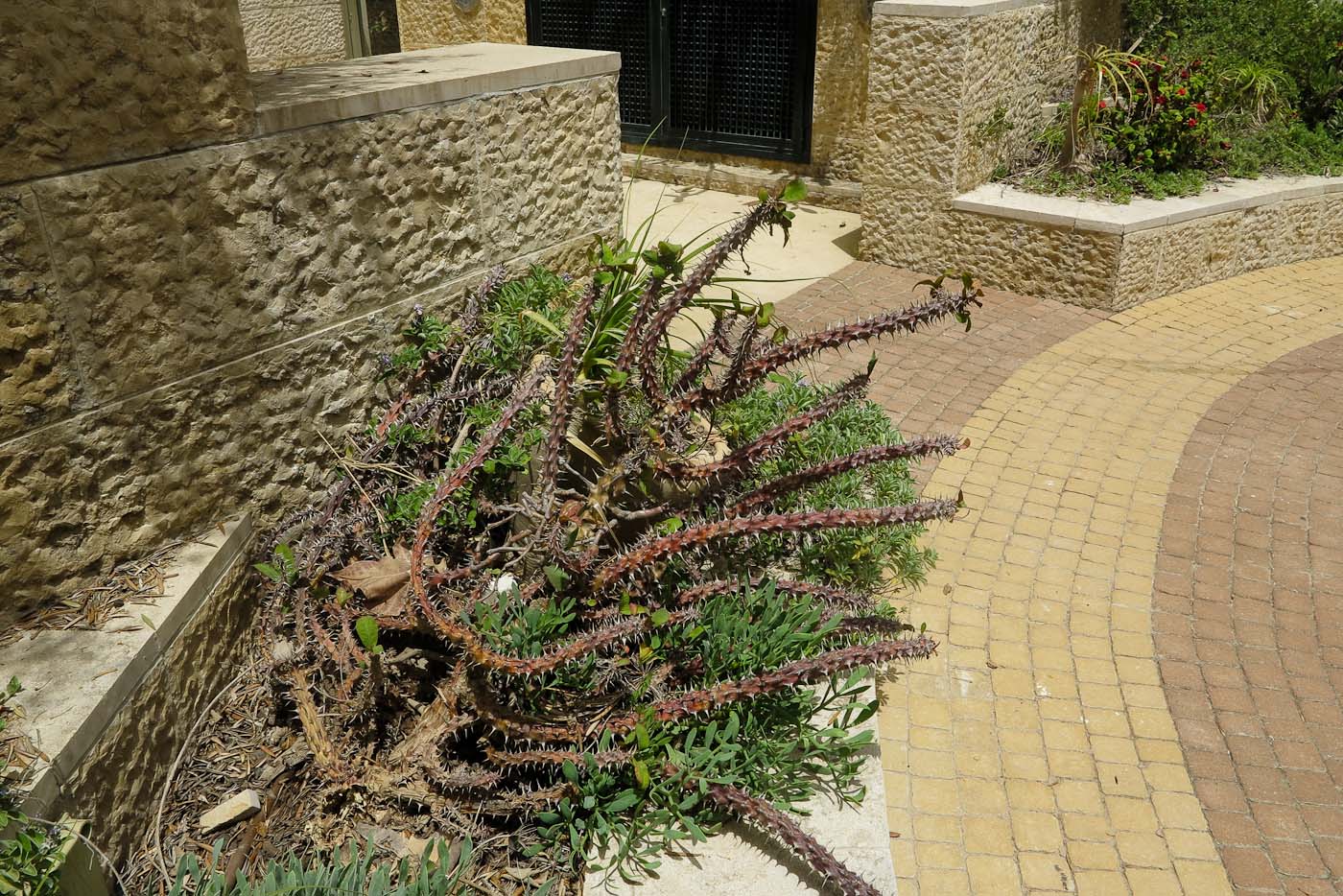 Изображение особи Euphorbia splendens.