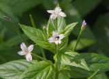 Epilobium adenocaulon. Соцветие с формирующимися плодами. Санкт-Петербург, Пискарёвский парк. 31.07.2009.
