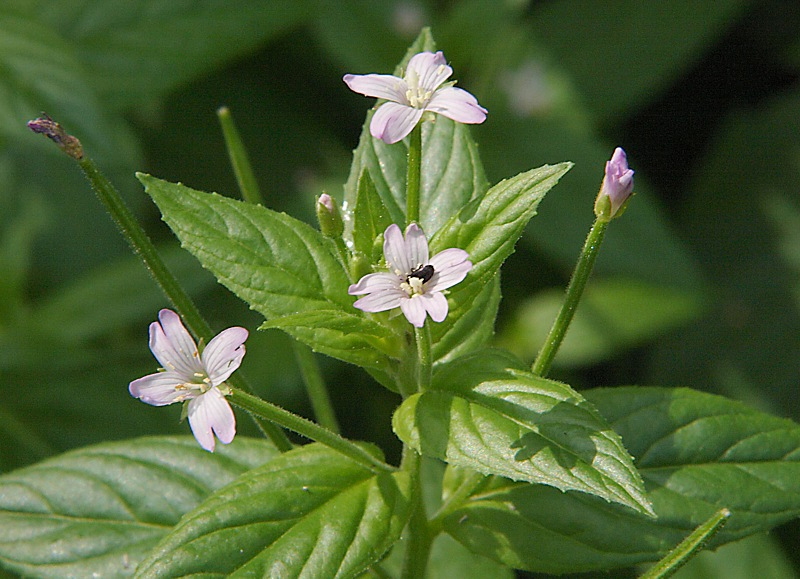 Изображение особи Epilobium adenocaulon.