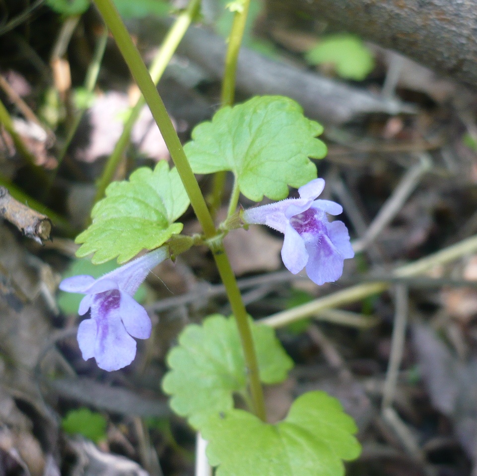 Изображение особи Glechoma hederacea.