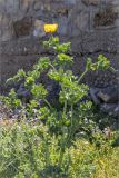 Glaucium flavum