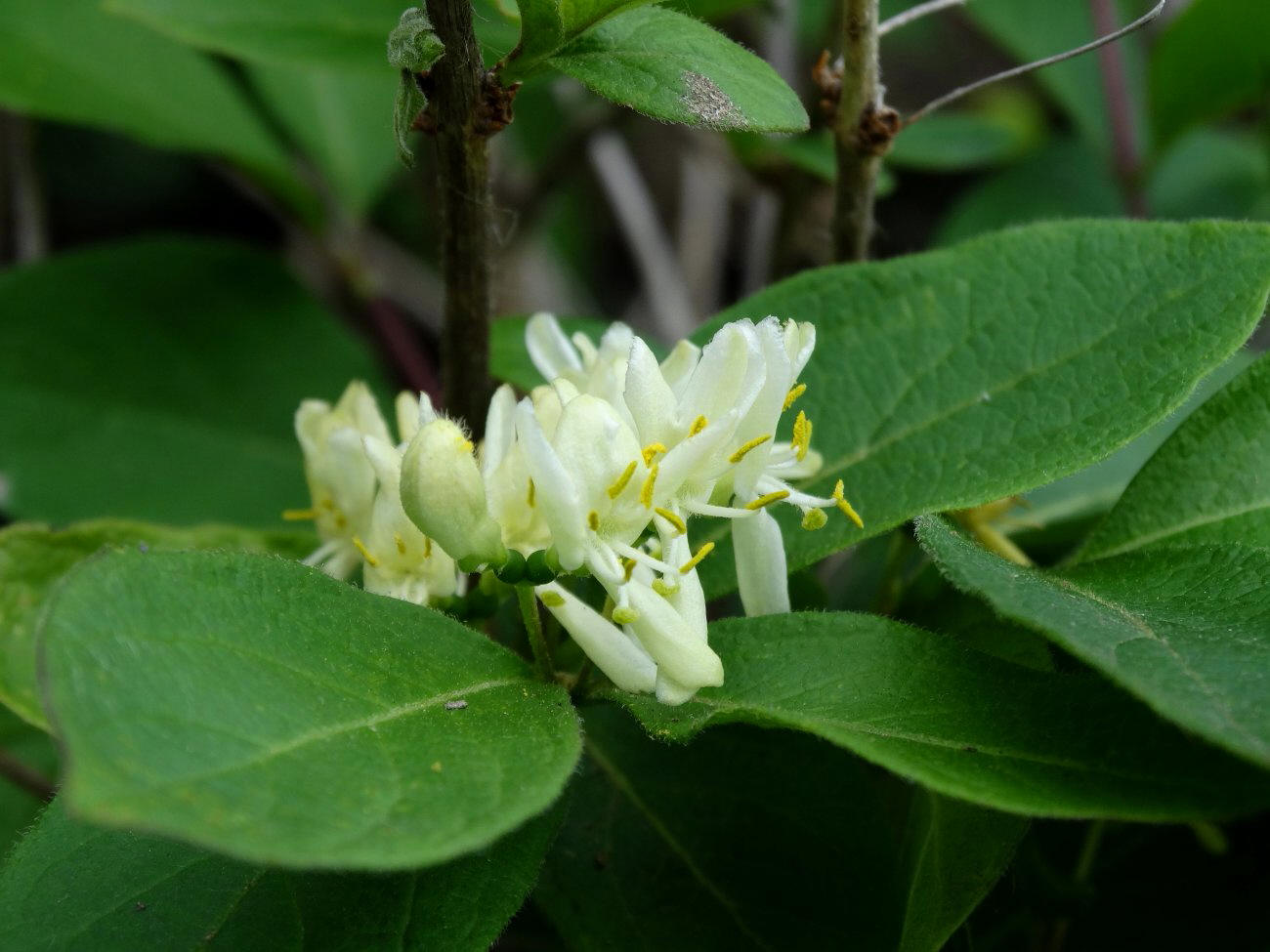 Image of Lonicera ruprechtiana specimen.