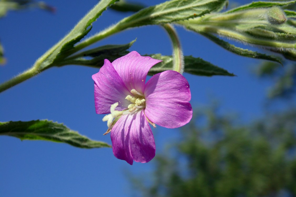 Изображение особи Epilobium hirsutum.