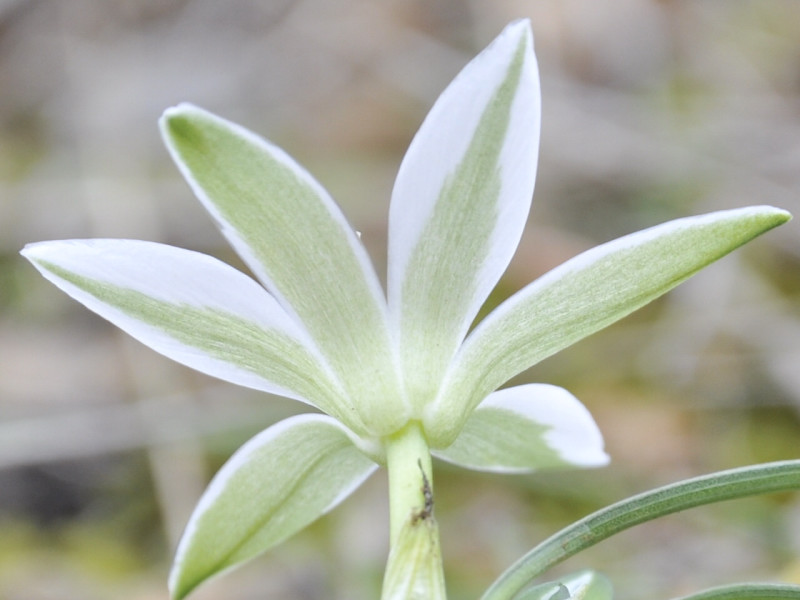 Изображение особи Ornithogalum sibthorpii.