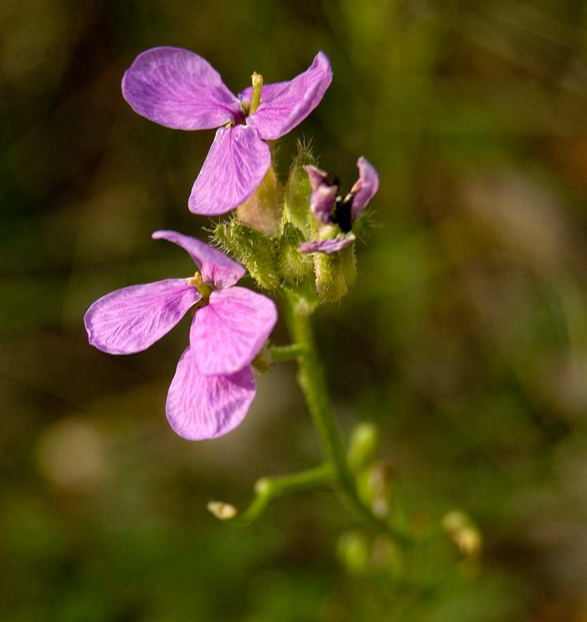 Image of Clausia aprica specimen.