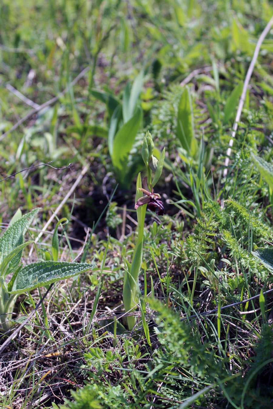 Изображение особи Ophrys mammosa.