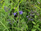 Delphinium maackianum