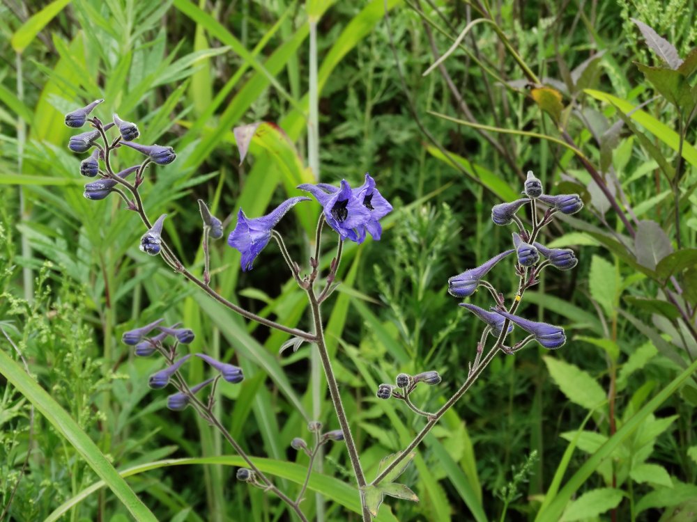 Image of Delphinium maackianum specimen.