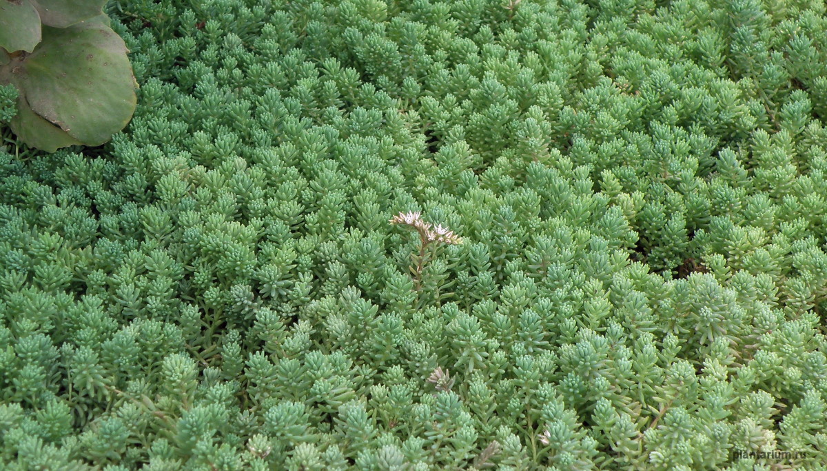 Image of Sedum pallidum ssp. bithynicum specimen.