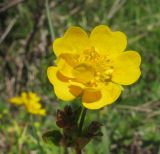 Potentilla ruprechtii