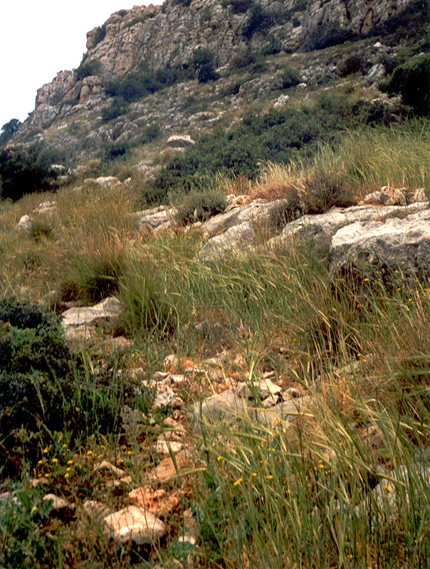 Image of Hordeum spontaneum specimen.