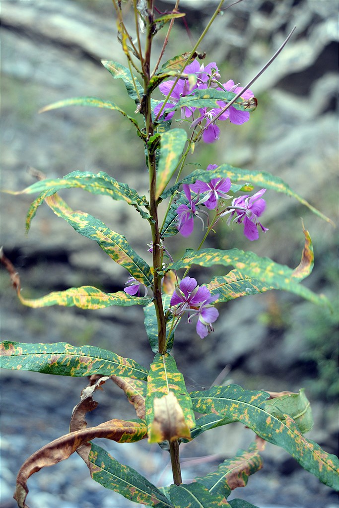 Изображение особи Chamaenerion angustifolium.