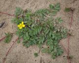 Potentilla anserina