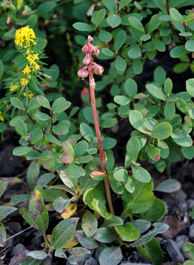 Image of Pyrola minor specimen.