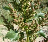 Oxybasis chenopodioides