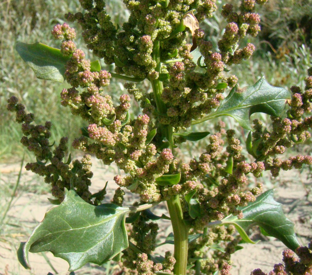 Image of Oxybasis chenopodioides specimen.