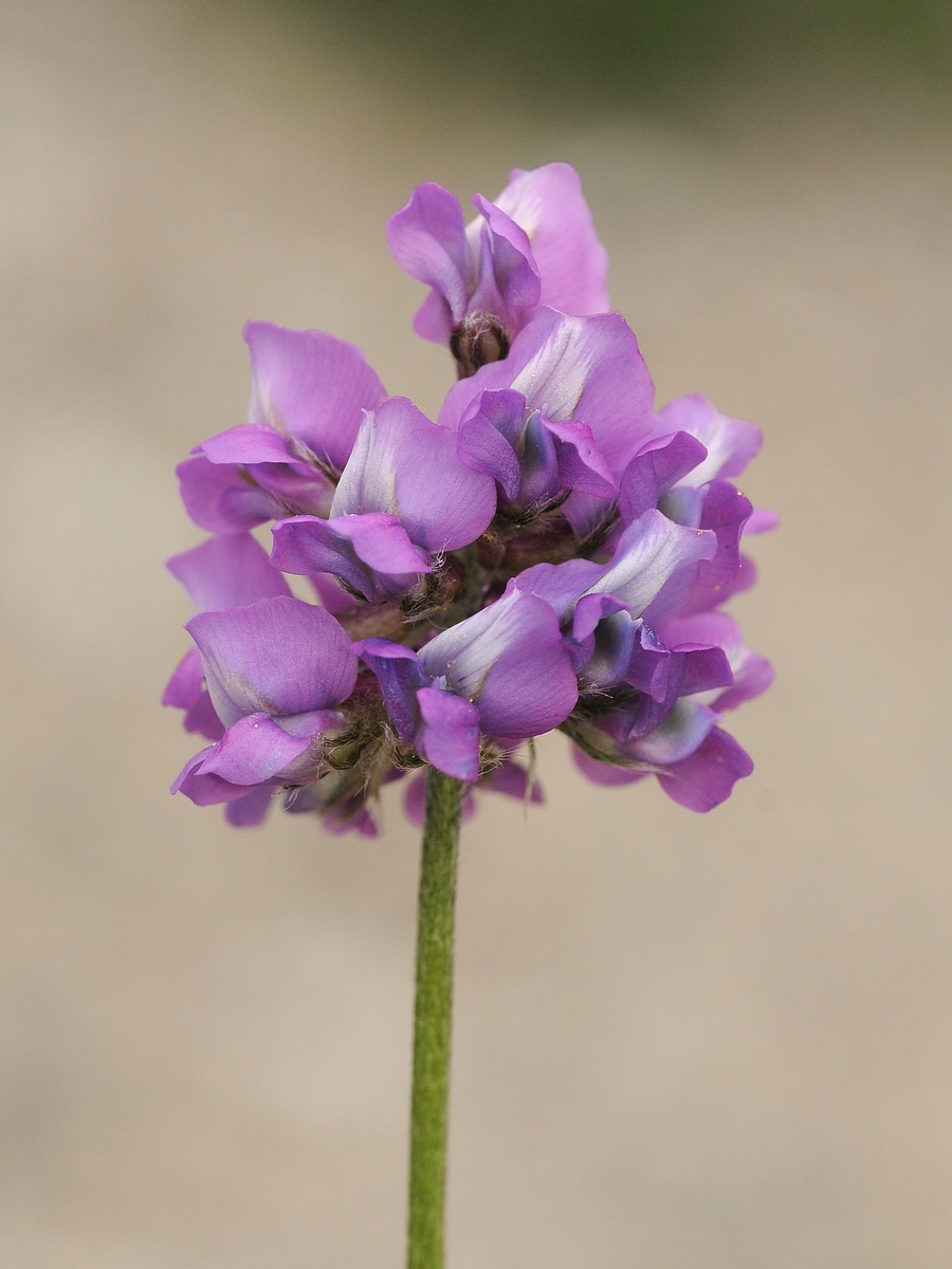 Изображение особи Oxytropis lapponica.