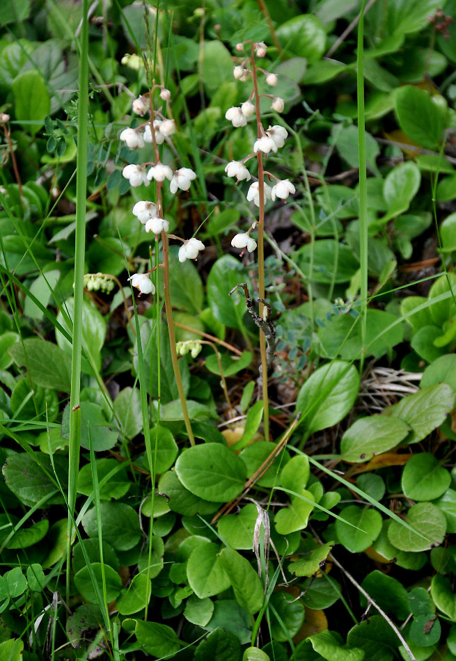 Image of Pyrola rotundifolia specimen.