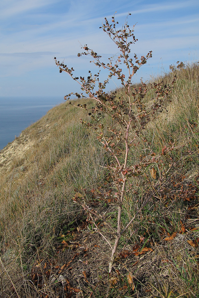 Image of Atriplex aucheri specimen.