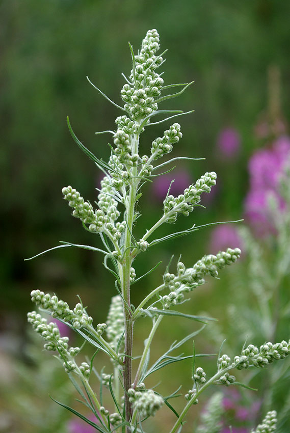 Изображение особи Artemisia leucophylla.