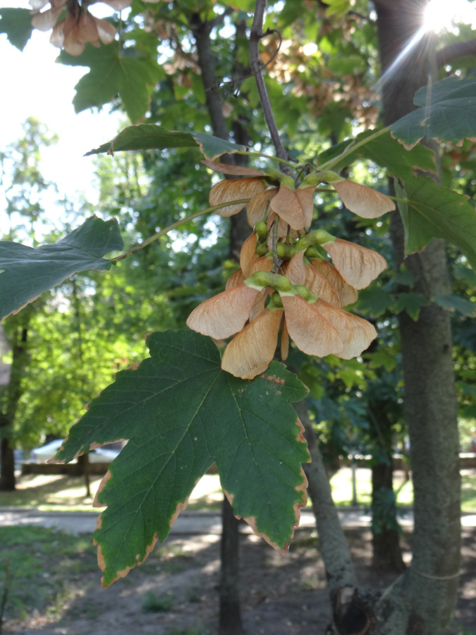 Image of Acer pseudoplatanus specimen.