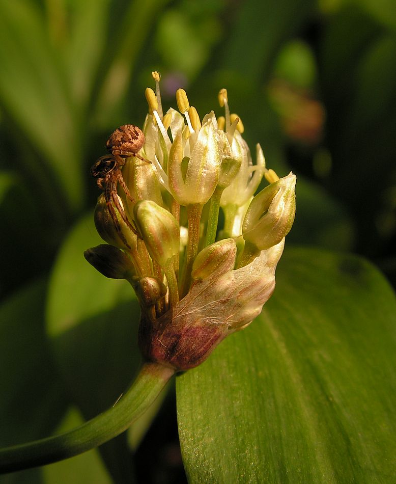 Image of Allium ochotense specimen.