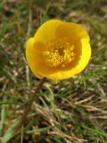 Ranunculus bulbosus