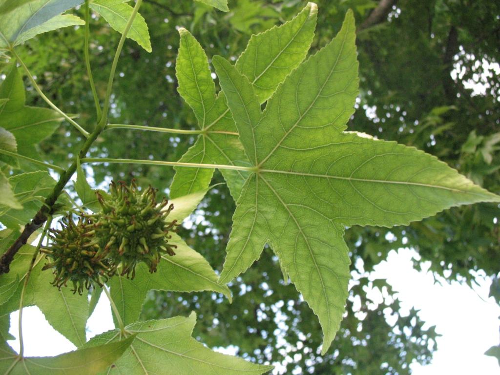 Изображение особи Liquidambar styraciflua.