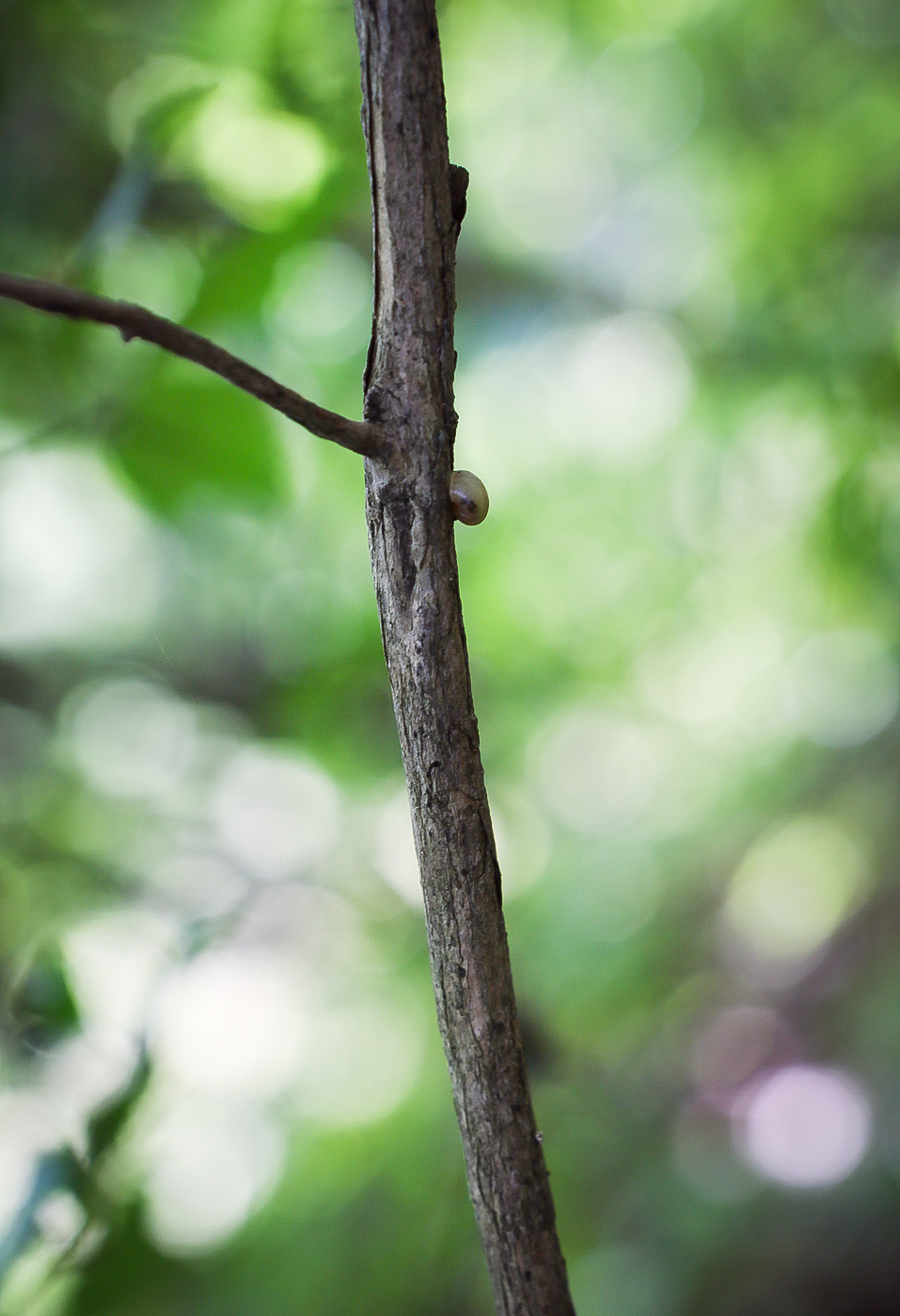 Image of Euonymus verrucosus specimen.