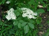 Sambucus nigra. Соцветия и листья. Крым, Бахчисарайский р-н, пещерный г. Чуфут-Кале, опушка лиственного леса у подножия скал. 08.06.2016.