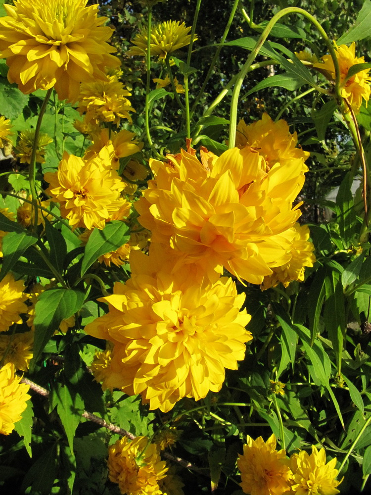 Image of Rudbeckia laciniata var. hortensia specimen.