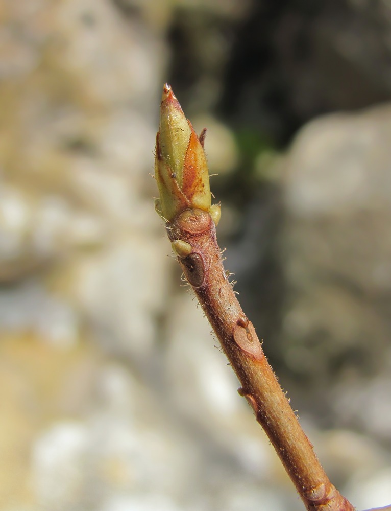 Image of Rhododendron luteum specimen.