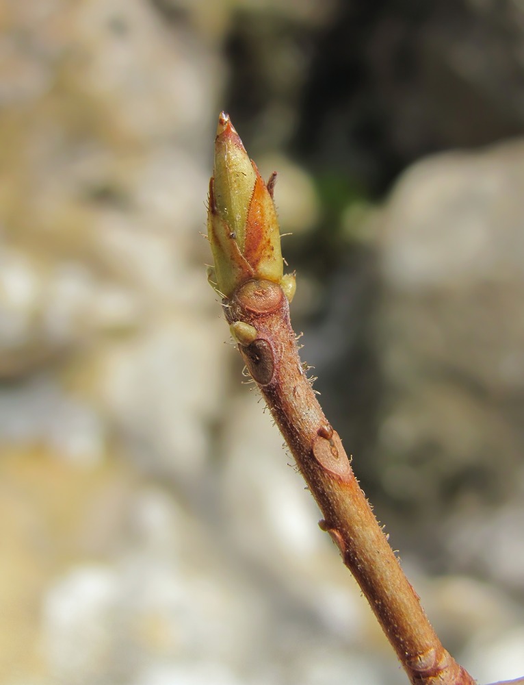 Изображение особи Rhododendron luteum.