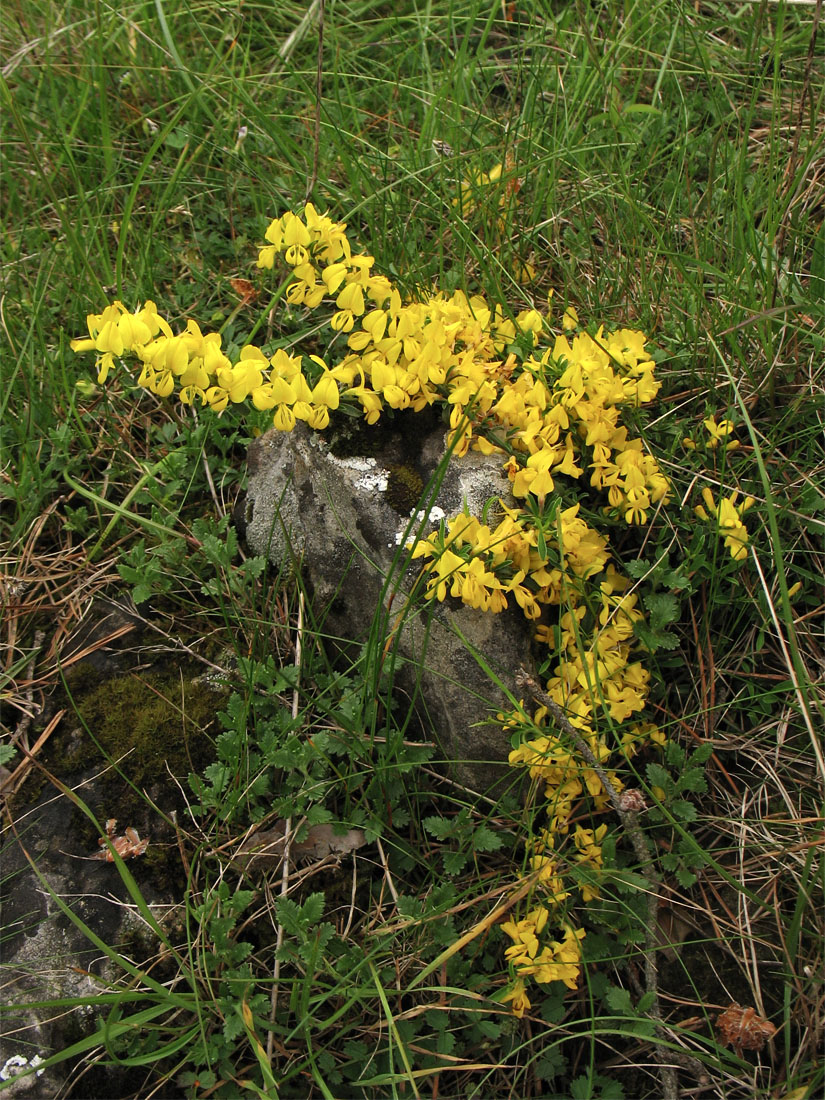 Изображение особи Genista pilosa.