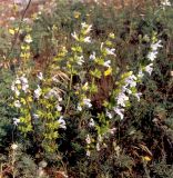 Salvia scabiosifolia. Соцветия. Крым, Керченский п-ов, Опукский природный заповедник, петрофитная степь. Начало июня 2003 г.