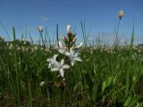 Menyanthes trifoliata. Верхушка цветущего растения. Магаданская обл., окр. Магадана, п-ов Старицкого, осоково-пушицевая кочкарная тундра, термокарстовое озеро. 10.07.2011.