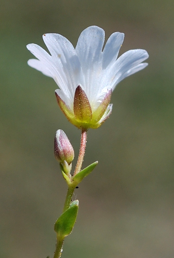 Изображение особи Dichodon cerastoides.