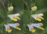 Melampyrum pratense