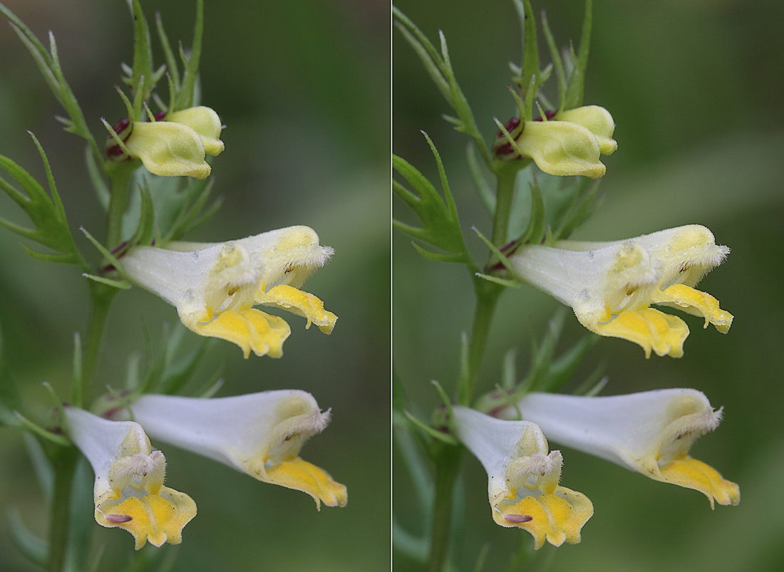 Image of Melampyrum pratense specimen.