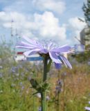 Cichorium intybus. Верхушка побега с распустившимся и нераспустившимися соцветиями. Ямало-Ненецкий автономный округ, г. Надым, ул. Полярная, пустырь. 13 июля 2016 г.